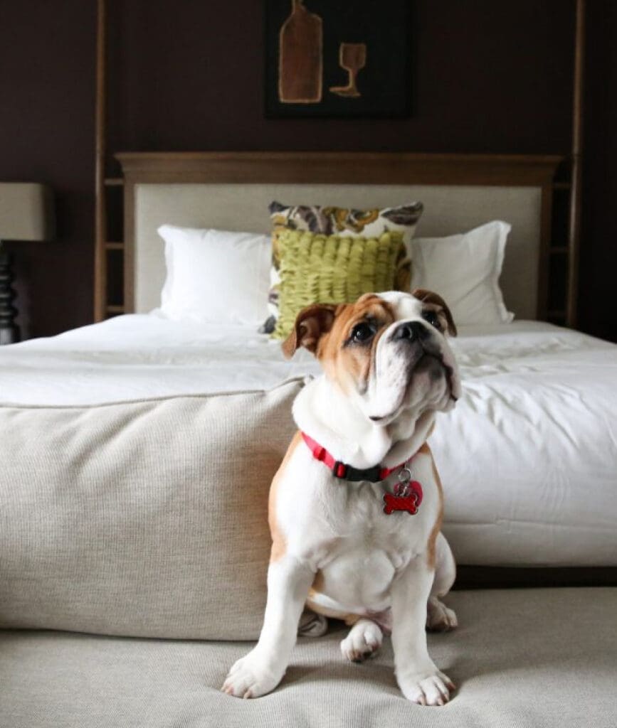 Pet Friendly Places